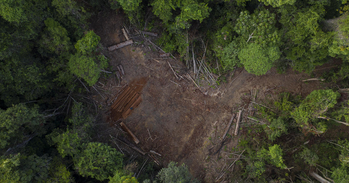 The Amazon rainforest has played a critical role in the fight against climate change by absorbing carbon dioxide